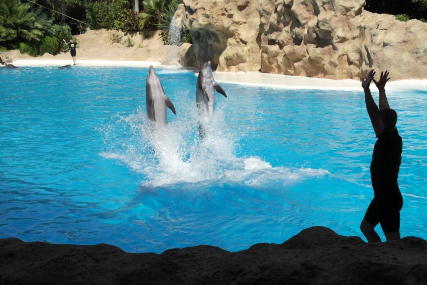 Delfíni v Loro Parku