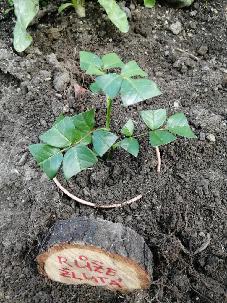 Množení růží krok za krokem